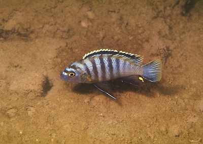 Maylandia sp. 'dumpy' Maleri Island